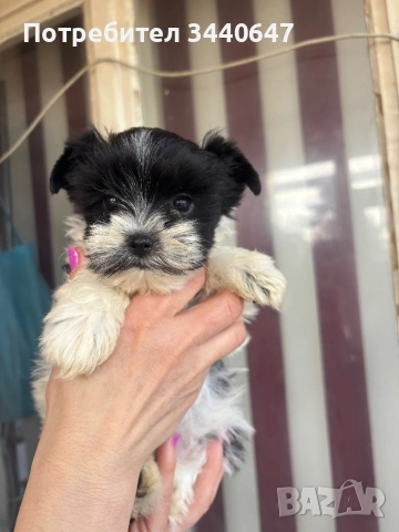 Женско Бивър йорки, снимка 5 - Йоркширски териер - 53797499