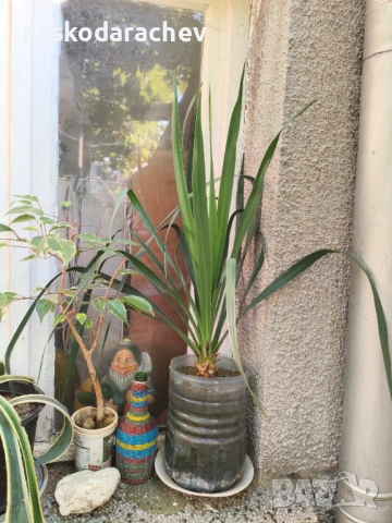 Юка - студоустойчиви големи растения в саксия , снимка 12 - Градински цветя и растения - 51692388