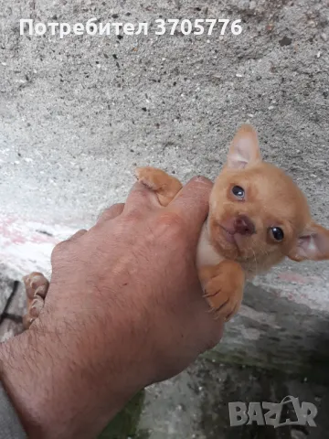 Джуджета мини мини, снимка 5 - Чихуахуа - 49937684