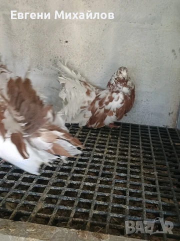 Фенерлии, снимка 6 - Гълъби - 51306331