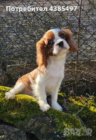 Кавалер Кинг Чарлз Шпаньол мъжко 