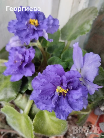 Разменям листа от сортови сентполии , снимка 18 - Стайни растения - 45571120