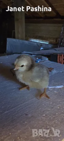 Селски пиленца, снимка 4 - Патици и гъски - 47634967