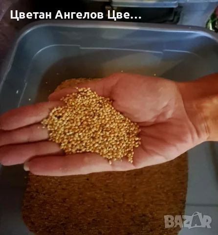 продавам просо 1€ кг, снимка 2 - За птици - 56189113