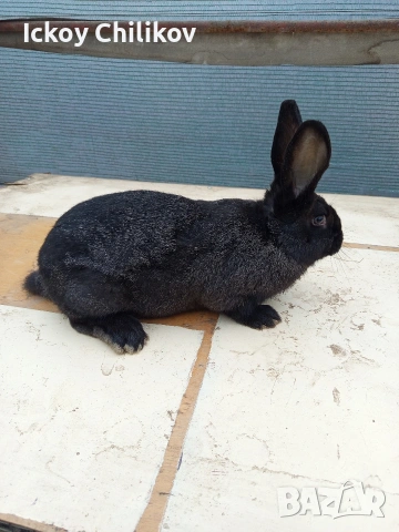 Зайци, снимка 4 - Други животни - 53573501