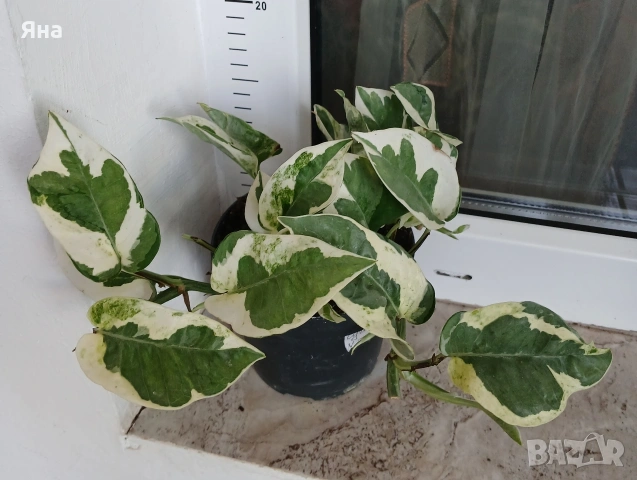 Епипремнум "N joi"