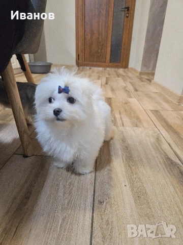 Малтийска болонка момче , снимка 5 - Болонка - 53591648