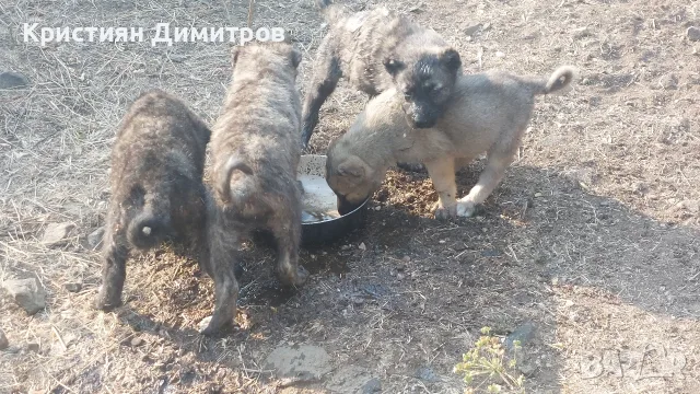 Свободни кангали Чапар., снимка 5 - Кангал - 55769861