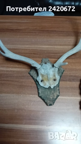 еленови рога с череп