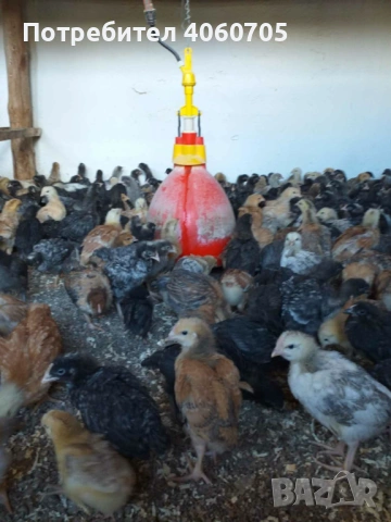 Едномесечни пилета кръстоска , снимка 2 - други­ - 53617732