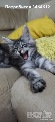 Мейн куун, снимка 4 - Мейн кун - 52592928