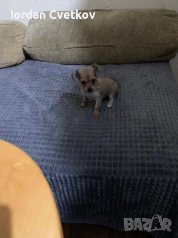 Пясъчен Пинчер, снимка 2 - Пинчер - 52720307