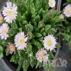 Продавам цветя Делосперма - розова, червена, жълта и бяла, снимка 15 - Разсади - 36552409