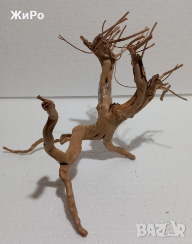 Корен от Азалия /декорация/ 25, снимка 3 - Други - 53396788