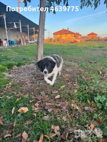 Каракачанки на 1 месец, снимка 2 - Каракачанска овчарка - 52265205