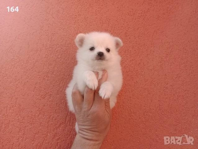 Мини Шпиц - Померан. Мъжки и женски кученца. , снимка 3 - Немски шпиц - 53761094