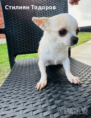 Продават се , снимка 5 - Чихуахуа - 52889453