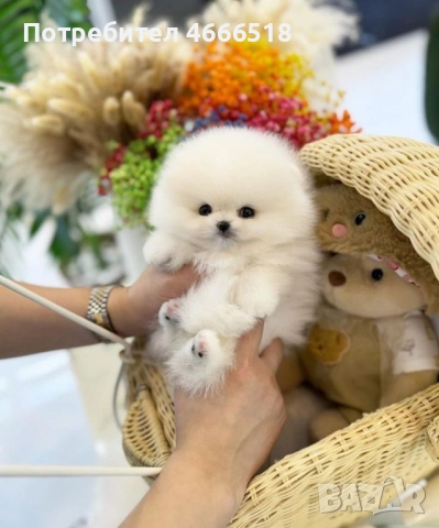 Чистокръвни кученца Померан за осиновяване, снимка 2 - Померан - 52627740