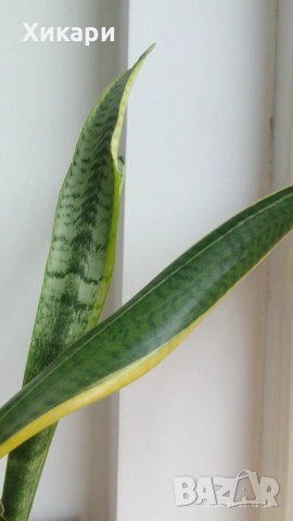 Сансевиера / Sansevieria trifasciata  , снимка 6 - Стайни растения - 50819879