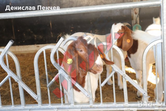 Хранителни решетки със заключващ механизъм за овце и кози, снимка 7 - За селскостопански - 34655140