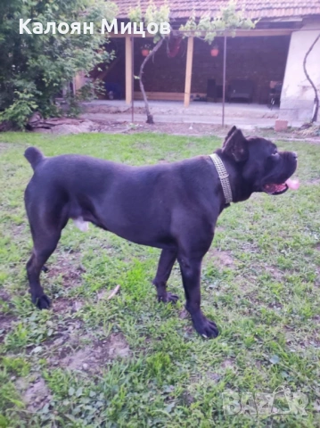 Кане Корсо Puppy, снимка 6 - Кане корсо - 53713101