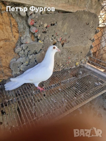 Продавам      млад  бял пощенски