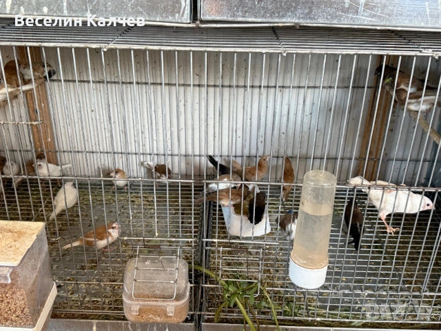 Японски амадини, снимка 5 - Амадини - 53047511