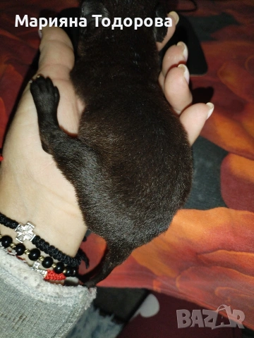 Пинчер, снимка 3 - Пинчер - 53447224