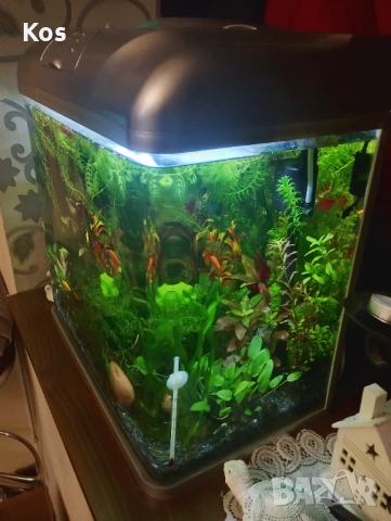 Аквариум комплект , снимка 3 - Аквариуми - 53223414
