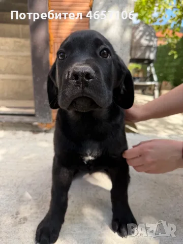 Продавам кученца Кане Корсо 