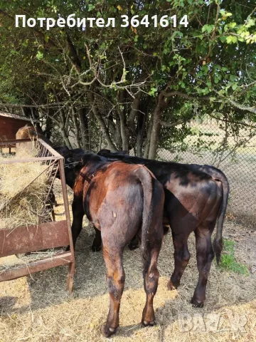 Продавам телета, снимка 2 - Крави - 55772797