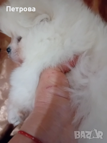 Продавам мъжки и женски померанчета, снимка 8 - Померан - 52438751