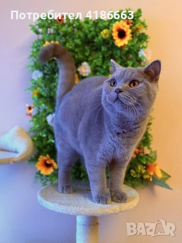 Късокосмест британец за разплод, снимка 3 - Британска късокосместа - 52215816