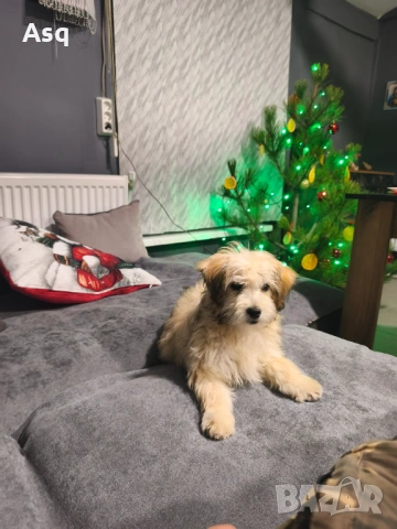 Болонка женкса, снимка 3 - Болонка - 53200248