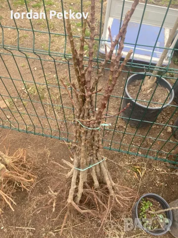 Мини дървета, снимка 4 - Градински цветя и растения - 48094248