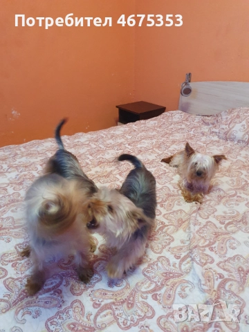  Мини Йорки йоркширски териер 4 кученца, снимка 2 - Йоркширски териер - 52770169
