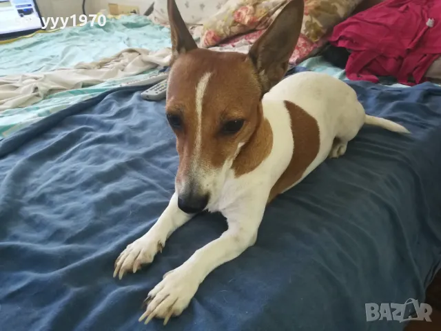 ДЖАК РЪСЕЛ 2510241712, снимка 6 - Джак ръсел териер - 47718696