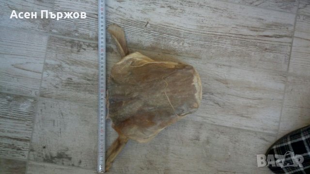 Глава от СОМ трофей, снимка 6 - Други животни - 35734796