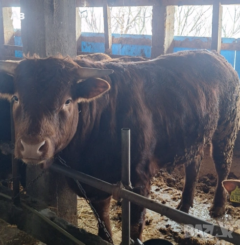 Продавам телета