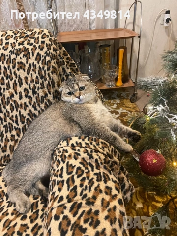 Шотландска клепоуха за разплод, снимка 3 - Други - 53698113