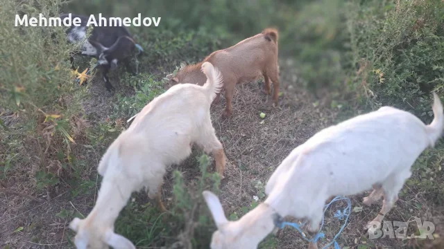 Продавам 2 мъжки ярета.