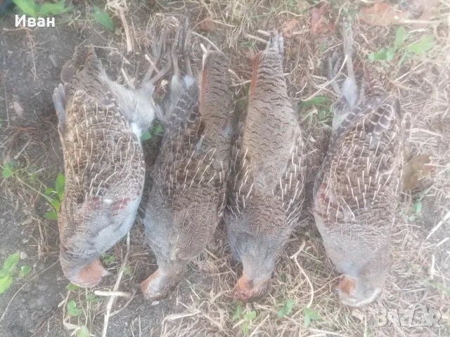 Птици за препариране , снимка 17 - други­ - 33834131