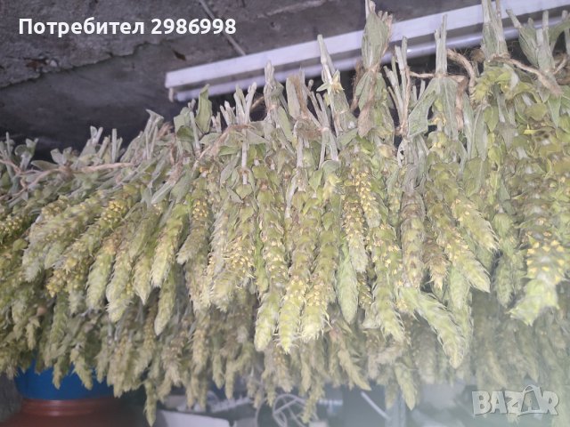 Мурсалски чай, снимка 5 - Други - 42280781