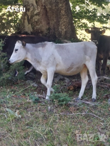 крави юници телета, снимка 4 - Крави - 51529893