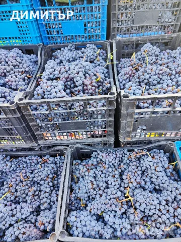 Грозде сорт Мерло, снимка 10 - Разсади - 56106588