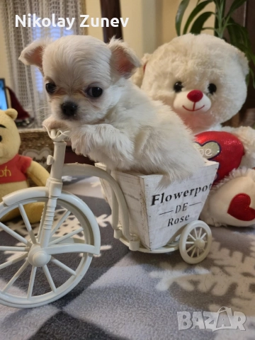 чихуахуа , снимка 2 - Чихуахуа - 52978430