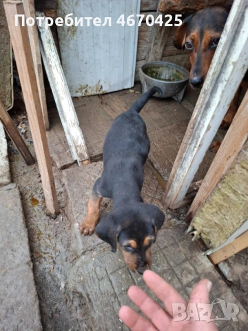 Продавам малки ловни кученца., снимка 5 - Гонче - 52673874