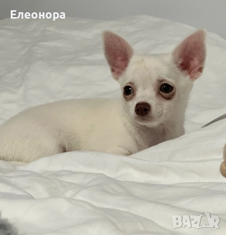 Мини Чихуахуа Момиченце , снимка 2 - Чихуахуа - 53360789