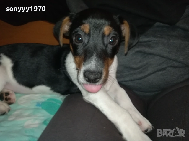 КУТРЕ//ПАЛЕ ДЖАК РЪСЕЛ НА 3 МЕСЕЦА-МОМИЧЕ 2411251124, снимка 8 - Джак ръсел териер - 52521058