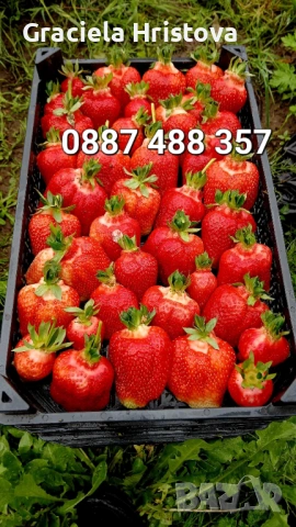 Продавам разсад ягоди , снимка 4 - Сортови семена и луковици - 53619821